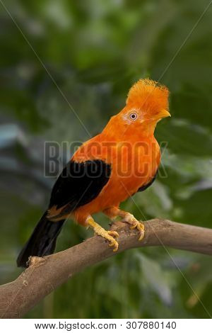 View Of An Andean Cock-of-the-rock, Rupicola Peruvianus, Perched
