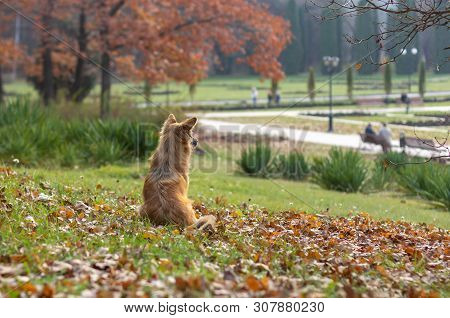 Beautiful Red Dog Pooch Sits On The Lawn And Waits For The Owner