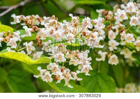 Close Up Blooming Catalpa Bignonioides Tree With White Flowers
