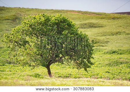 Lonely Tree In Summer Steppe And Sky Beautiful Landscape