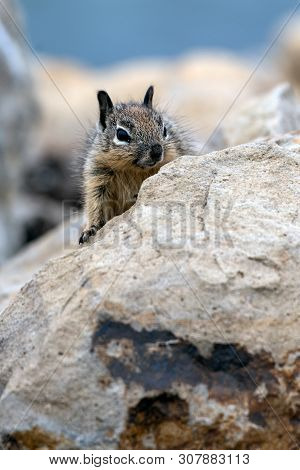 Furry Juvenile Ground Squirrel Peeking Over The Top Of The Safey Of The Rocks.