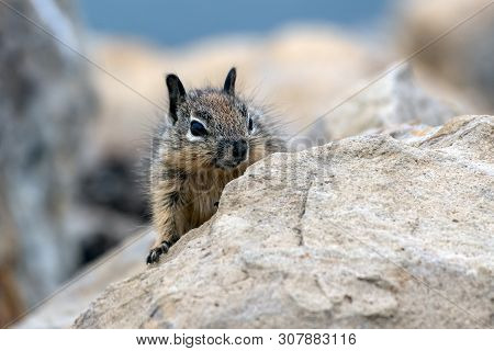 Furry Juvenile Ground Squirrel Peek Out From Behind The Safey Of The Rocks.