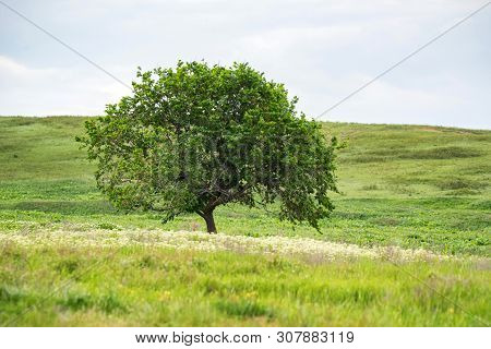 Lonely Tree In Summer Steppe And Sky Beautiful Landscape