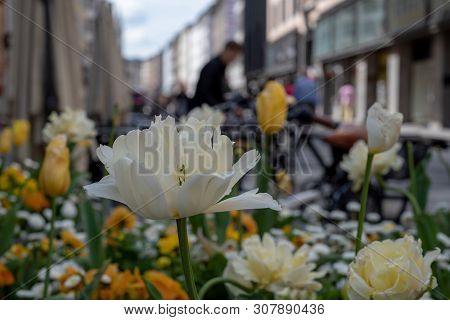 Happy Composition, Selective Focus On White And Orange Flowers On A Street, Suggesting A City Seetin