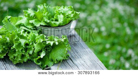 Fresh Lettuce Leaves, Close Up,  Organic Food , Agriculture And Hydroponic Conccept. Banner Long For