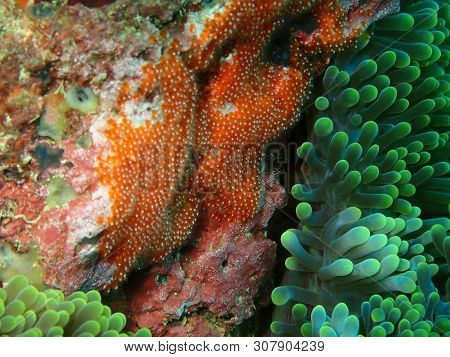 Closeup And Macro Shot Of The Amphiprion Percula Laid Eggs In A Nest Built By The Male Clownfish Dur