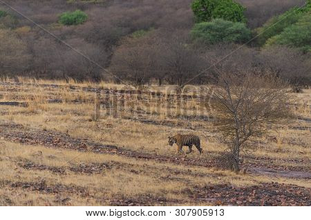 A Wild Male Tiger Patrolling His Territory And On Stroll In Backdrop Ranthambore Hills. Habitat And 