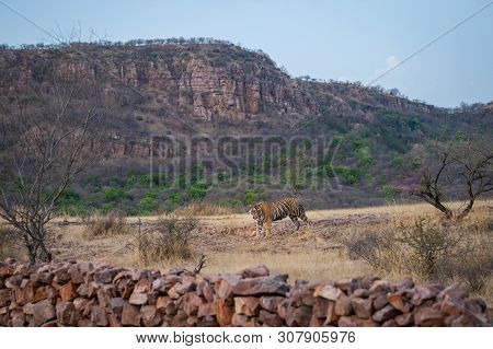 A Wild Male Tiger Patrolling His Territory And On Stroll In Backdrop Ranthambore Hills. Habitat And 