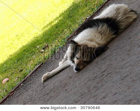 Perro de dormir