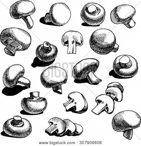Vector Champignon Mushroom Set On A White Background