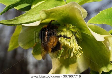 Macro Of A Black And Yellow Bumblebee Bombus Lucorum On A Green Flower Of Helleborus Caucasian In Th