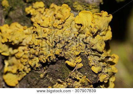 Close-up Of Caucasian Bushy Yellow Lichen Growing On The Bark Of A Hornbeam Tree In The Foothill For