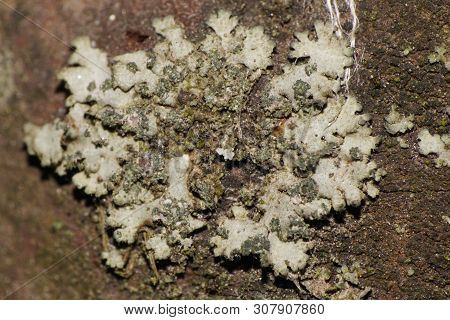 Macro Of Caucasian Bushy Gray Lichen Growing On A Tree Hornbeam In The Foothill Forest Of The North 