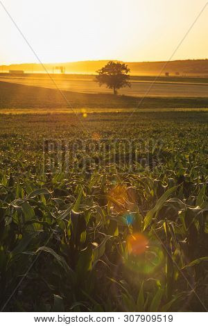 Corn Field In Countryside. Sunset In Countryside Fields. Green Corn Field. Ready To Harvest Corn. Co