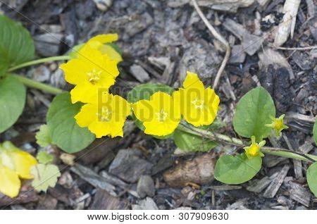 Lysimachia Nummularia (moneywort, Twopenny Grass), Close Up Shot