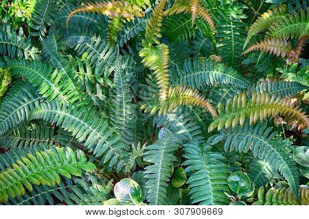 Green Fern Plant Texture As Very Nice Natural Background