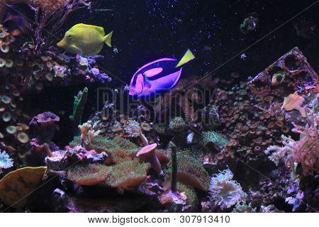 Paracanthurus Hepatus Exotic Fish