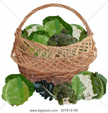Wicker Basket Full Of Fresh Cabbage, Vector Illustration Isolated On White Background. White Cabbage