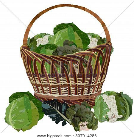 Wicker Basket Full Of Fresh Cabbage, Vector Illustration Isolated On White Background. White Cabbage