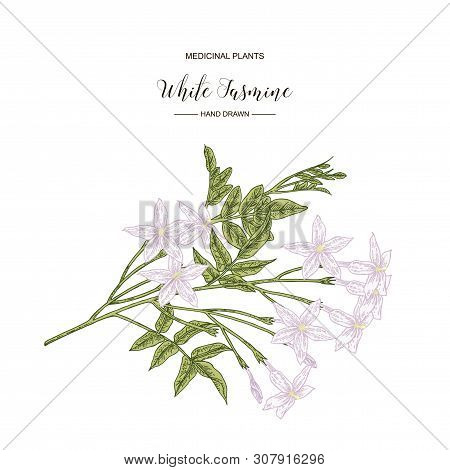 White Jasmine. Jasminum Officinale Flowers And Leaves Isolated On White Background. Medical Plants H