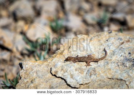 Even-fingered Gecko Genus Alcophyllex Or Squeaky Gecko In Wild Nature.