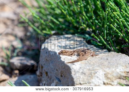 Even-fingered Gecko Genus Alcophyllex Or Squeaky Gecko In Wild Nature.