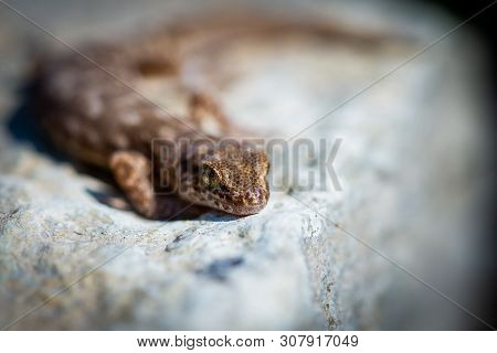 Even-fingered Gecko Genus Alcophyllex Or Squeaky Gecko In Wild Nature.