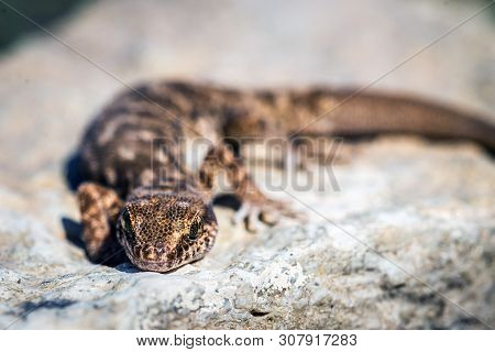Even-fingered Gecko Genus Alcophyllex Or Squeaky Gecko In Wild Nature.