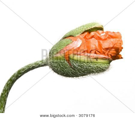 Poppy