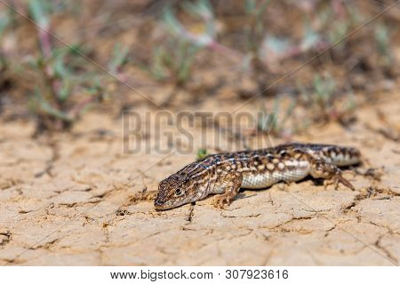 Steppe Runner Lizard Or Eremias Arguta Close On Dry Ground.