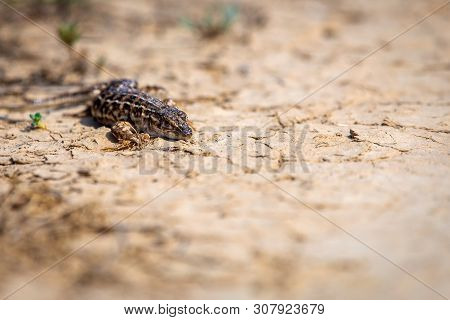 Steppe Runner Lizard Or Eremias Arguta Close On Dry Ground.