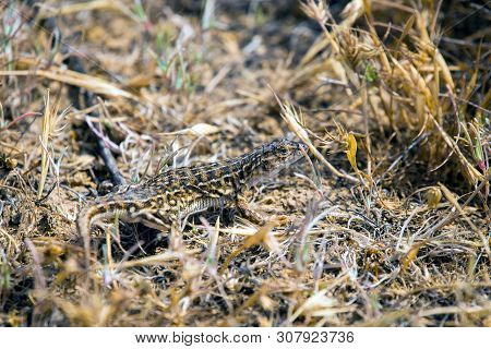 Steppe Runner Lizard Or Eremias Arguta Close On Dry Ground.