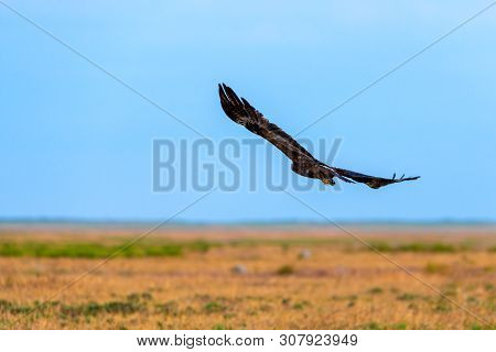 Flight Of Steppe Eagle Or Aquila Nipalensis.