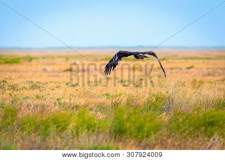 Flight Of Steppe Eagle Or Aquila Nipalensis.