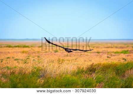 Flight Of Steppe Eagle Or Aquila Nipalensis.