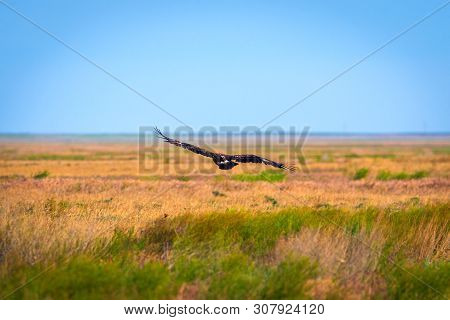 Flight Of Steppe Eagle Or Aquila Nipalensis.