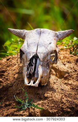 Close Uo Old Cow Skull Lies On Ground