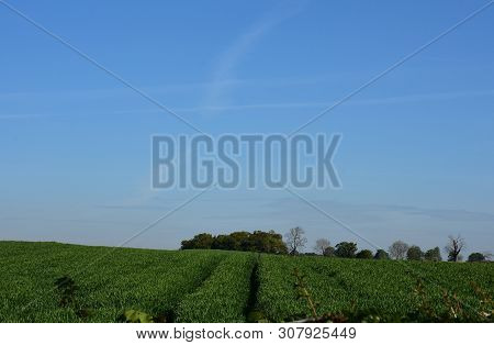 Spring Day With Blue Skies And Green Fields Of Cropland.