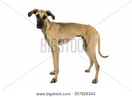 Cute Arabian Sloughi Dog isolated On A White Background