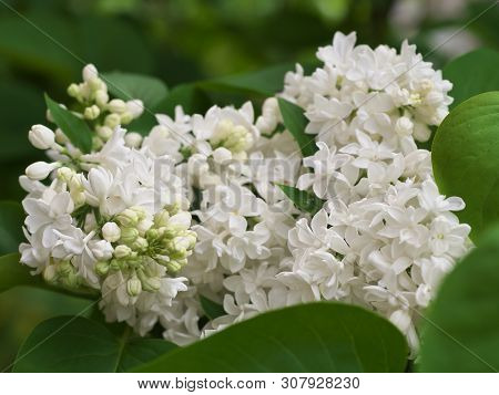 White Lilac Flowers With Buds For A Background, Spring Garden, Syringe Vulgaris.