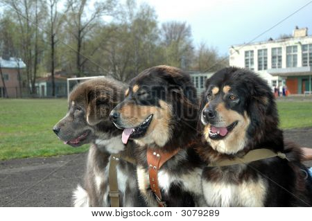 Mastiff ทิเบต