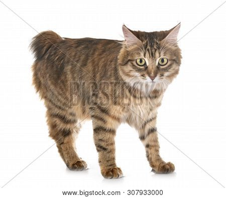 Kurilian Bobtail In Front Of White Background