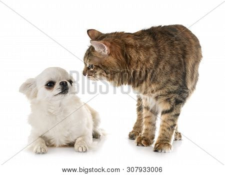 Kurilian Bobtail And Chihuahua In Front Of White Background