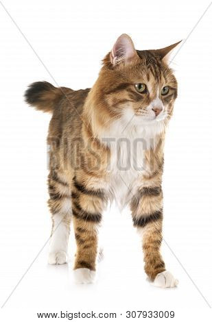 Kurilian Bobtail In Front Of White Background