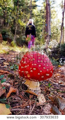 Person Walking In Forest.poisonous Mushrom. Fly Agaric Or Fly Amanita.