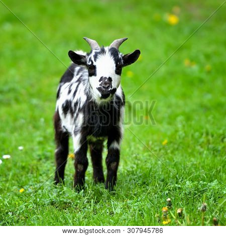 Black And White Baby Goat Standing On Green Lawn