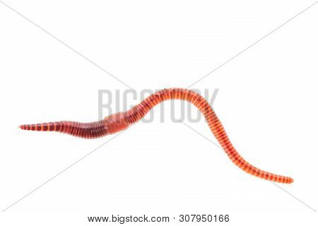 Macro Shot Of Red Worm Dendrobena, Earthworm Live Bait For Fishing Isolated On White Background.