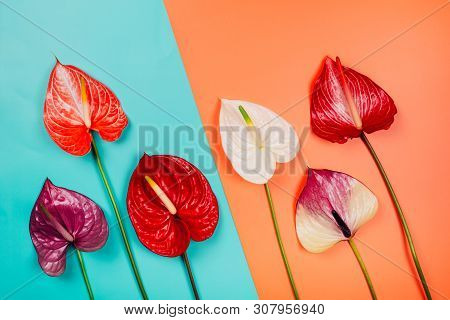Assorted Colorful Beautiful Natural Anthurium Flowers On Dual Trendy Colorful Background. Top View.