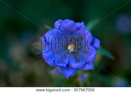 Cobaea Scandens In A Garden, Monastery Bells, Cathedral Bells, Cup-and-saucer Wine
