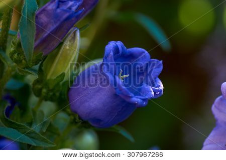 Cobaea Scandens In A Garden, Monastery Bells, Cathedral Bells, Cup-and-saucer Wine
